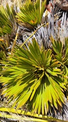 Aciphylla lecomtei