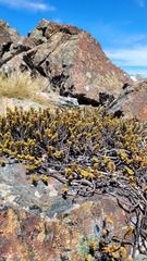 Veronica biggarii