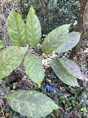 Betulaceae