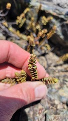 Veronica biggarii