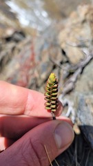 Veronica biggarii