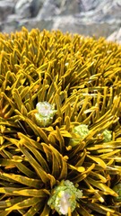 Aciphylla simplex