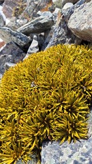 Aciphylla simplex