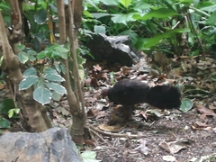 Alectura lathami