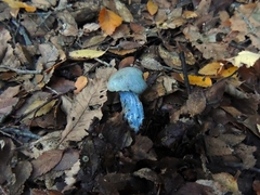 Stephanopus stropharioides