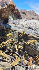 Veronica biggarii