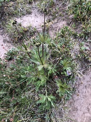 Anemonastrum zephyrum