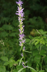 Asyneuma campanuloides