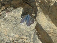 Pseudophilotes panoptes
