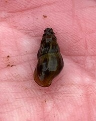 Elimia nassula