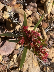 Protea witches broom phytoplasma