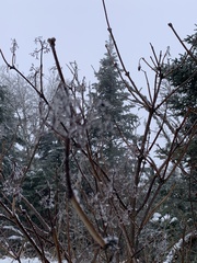 Sambucus racemosa