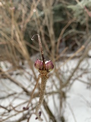Sambucus racemosa