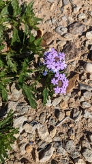 Glandularia wrightii