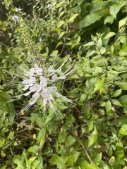 Rhododendron canescens