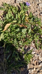 Glandularia wrightii