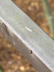 Limoniidae