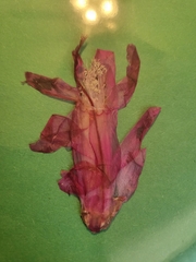 Schlumbergera truncata