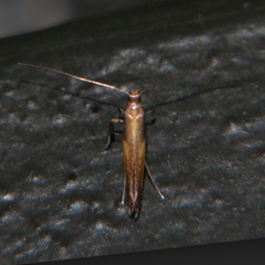 Caloptilia azaleella