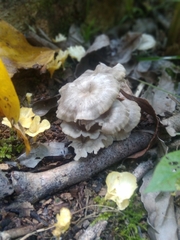 Favolaschia manipularis