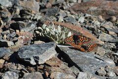 Euphydryas