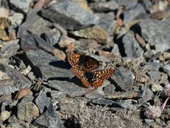 Euphydryas