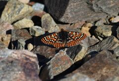 Euphydryas