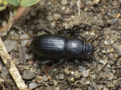 Nycterinus
