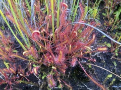 Drosera capensis