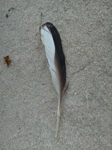 Plume de Macreuse brune