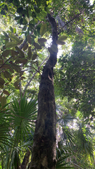 Chrysophyllum mexicanum