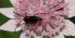 Stenurella jaegeri