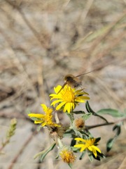 Anastoechus barbatus