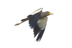 Vanellus senegallus