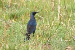 Lamprotornis australis