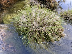 Isolepis digitata