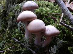 Cortinarius dionysae