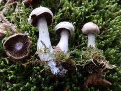 Cortinarius dionysae