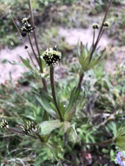 Anemonastrum zephyrum