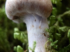Cortinarius dionysae