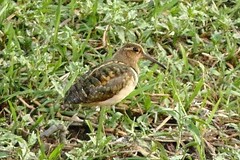 Rostratula benghalensis