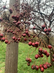 Crataegus monogyna