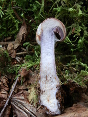 Cortinarius dionysae