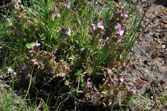 Pedicularis sylvatica