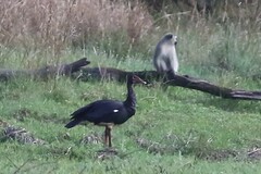 Plectropterus gambensis