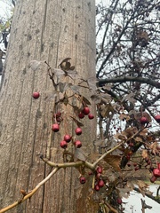 Crataegus monogyna