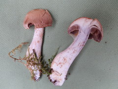 Cortinarius dionysae