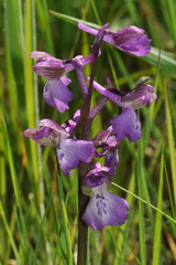Anacamptis × alata