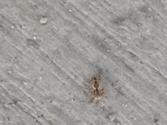 Mexigonus