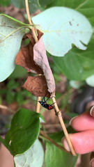 Euthyrhynchus floridanus